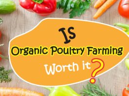 organic poultry farming